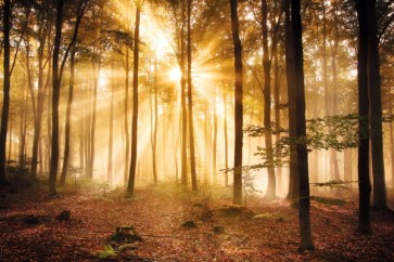 Sunrise in the Woods