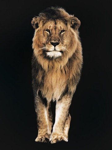 Lion - Out of the Dark
