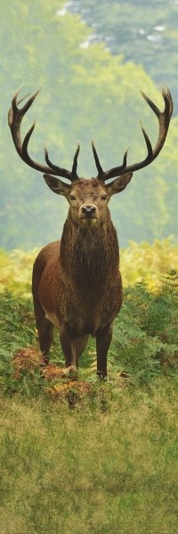 Deer - Wild in Green