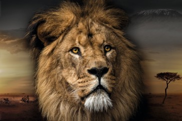 Lion - King of the Jungle