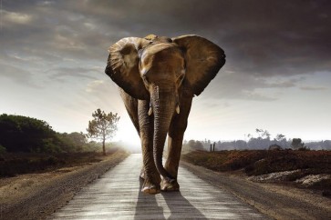 Elephant - Walking a lonely Road
