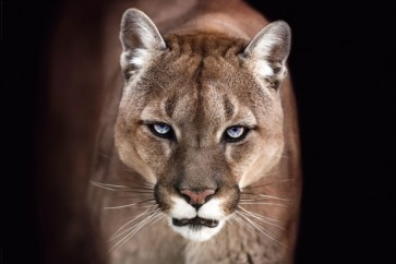 Puma - Hunger