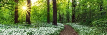 Forest - Spring