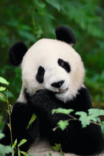 Panda Bear - Lunch Time