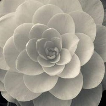 Ella Lancaster - Camellia I