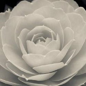 Ella Lancaster - Camellia II