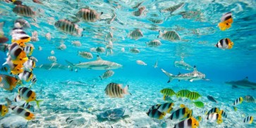 Pangea Images - Fish and sharks in Bora Bora lagoon