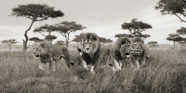 Pangea Images - Brothers- Masai Mara- Kenya (detail)