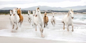 Zero Creative STUDIO - Horses on the beach