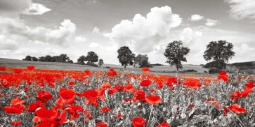 Frank Krahmer - Poppies and vicias in meadow, Mecklenburg Lake District, Germany