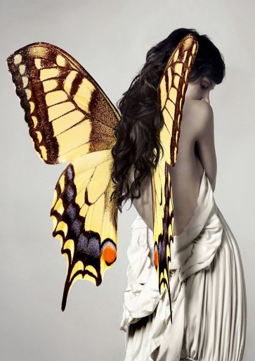 Julian Lauren - Winged Beauty -3