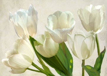 Luca Villa - White Tulips