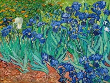 Vincent Van Gogh - Irises