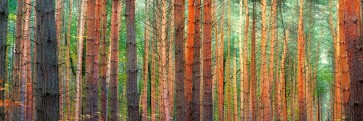 Pangea Images - Colors of the Woods