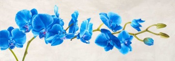 Shin Mills - Blue Orchid
