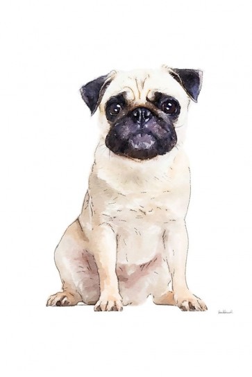 Amanda Greenwood - Pug
