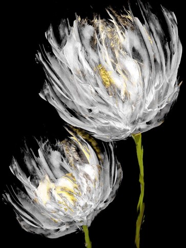 Vanessa Austin - Tulips on Black II