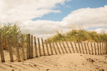 Pela Studio - Beach Dunes I