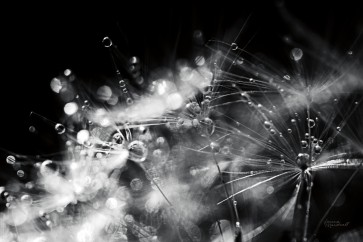Laura Marshall - Dandelion Abstract II