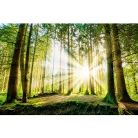 Romeo Delogu - Summer Sunrise In Forest