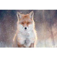 Fox - Glowing in the Snowstorm