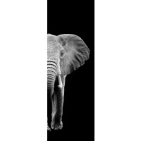 Elephant - Two Faces