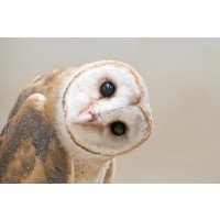 Owl - You Still There?