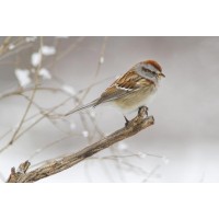 Bird - American Sparrow - Tree Branch With Falling Snow