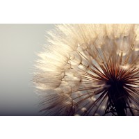 Torhild Adrijana - Dandelion Spotlight