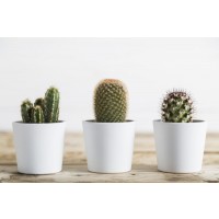 Cactus - 3