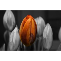 Alexander Bridges - About To Bloom