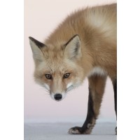 Fox - Hello There