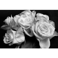 Roses Bouquet Black And White