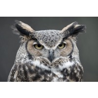 Owl - You Again?