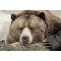 Bear - Confession