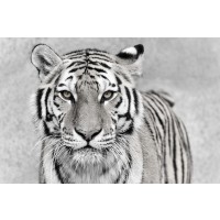 Tiger - You Want a Piece of Me?