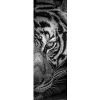 Tiger - Two Faces - Right