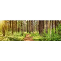 Renée Pehr - Bright Forest Path