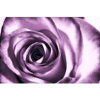 Rose Sanchez - Purple Rose