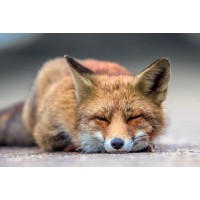 Fox - Nap time