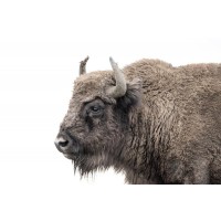 Bison - Lone and Peaceful I