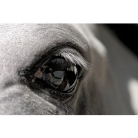 Horse - Black Eye