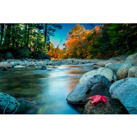 Renée Pehr - Forest River With Maple Leaf