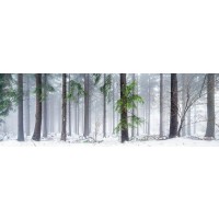 Romeo Delogu - Winter - Green Leaves On a Snowy Day