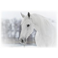 Horse - After the Snowstorm