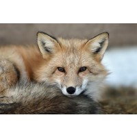 Fox - Do Not Disturb