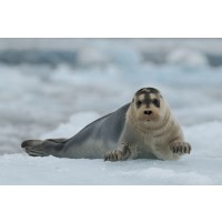 Seal - Going for a Swim