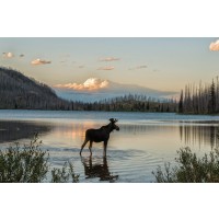 Moose - King of the Forest I