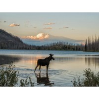 Moose - King of the Forest I