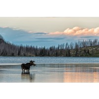 Moose - King of the Forest II